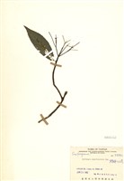 藏品(狹瓣八仙花)的圖片